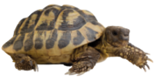 schildkro╠ête